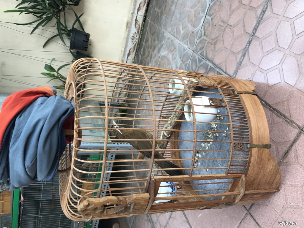 BÁN 1 BỘ CHIM HOẠ MI VÀ LỒNG