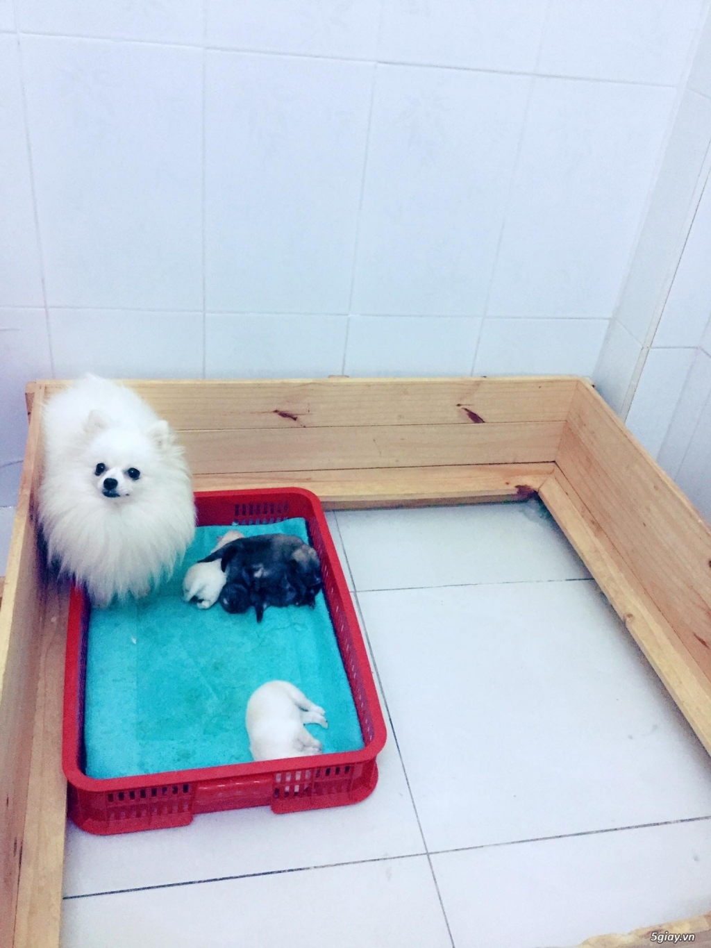 Phối giống samoyed, phốc sóc, poodle - 1