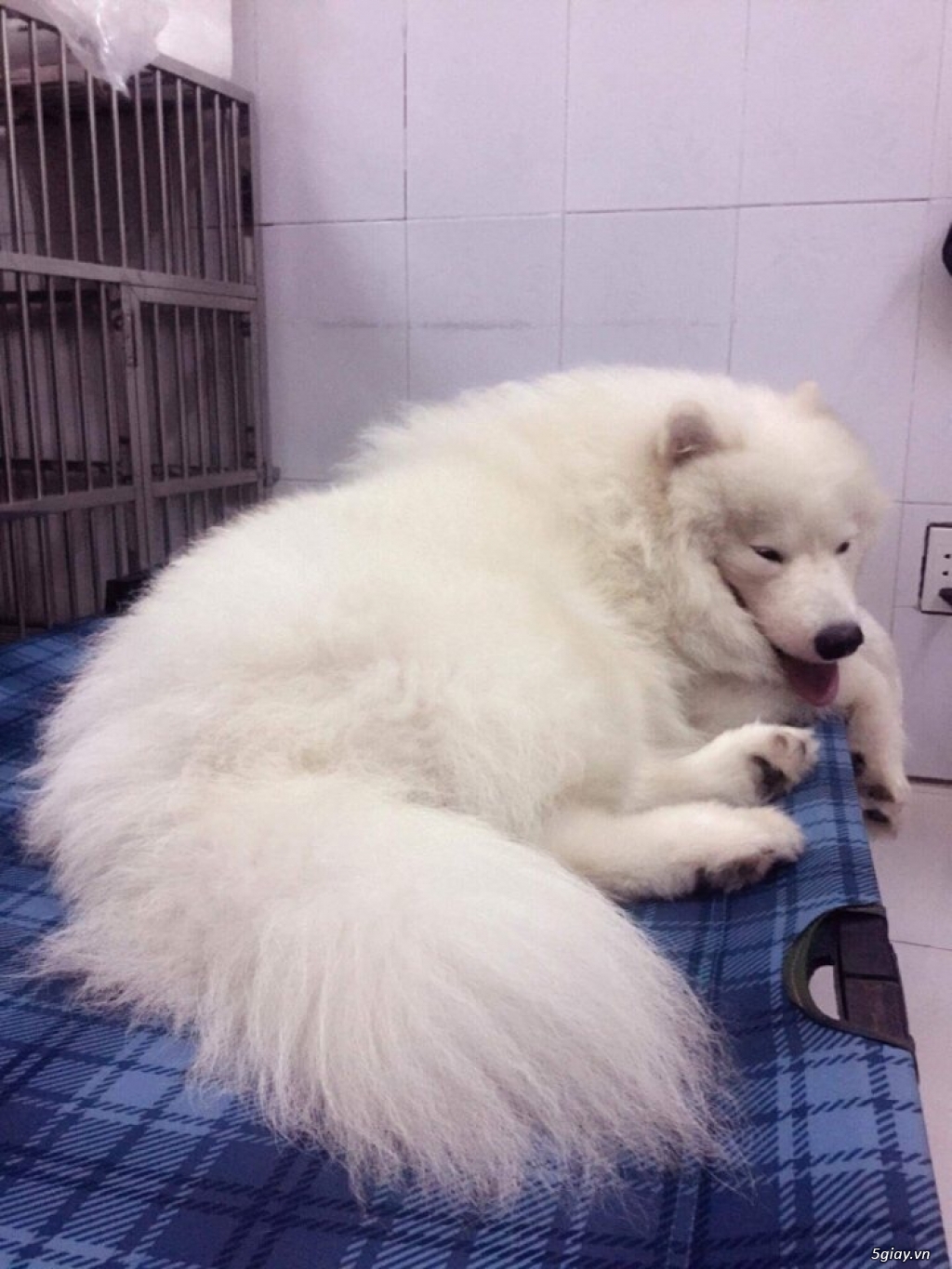 Phối giống samoyed, phốc sóc, poodle