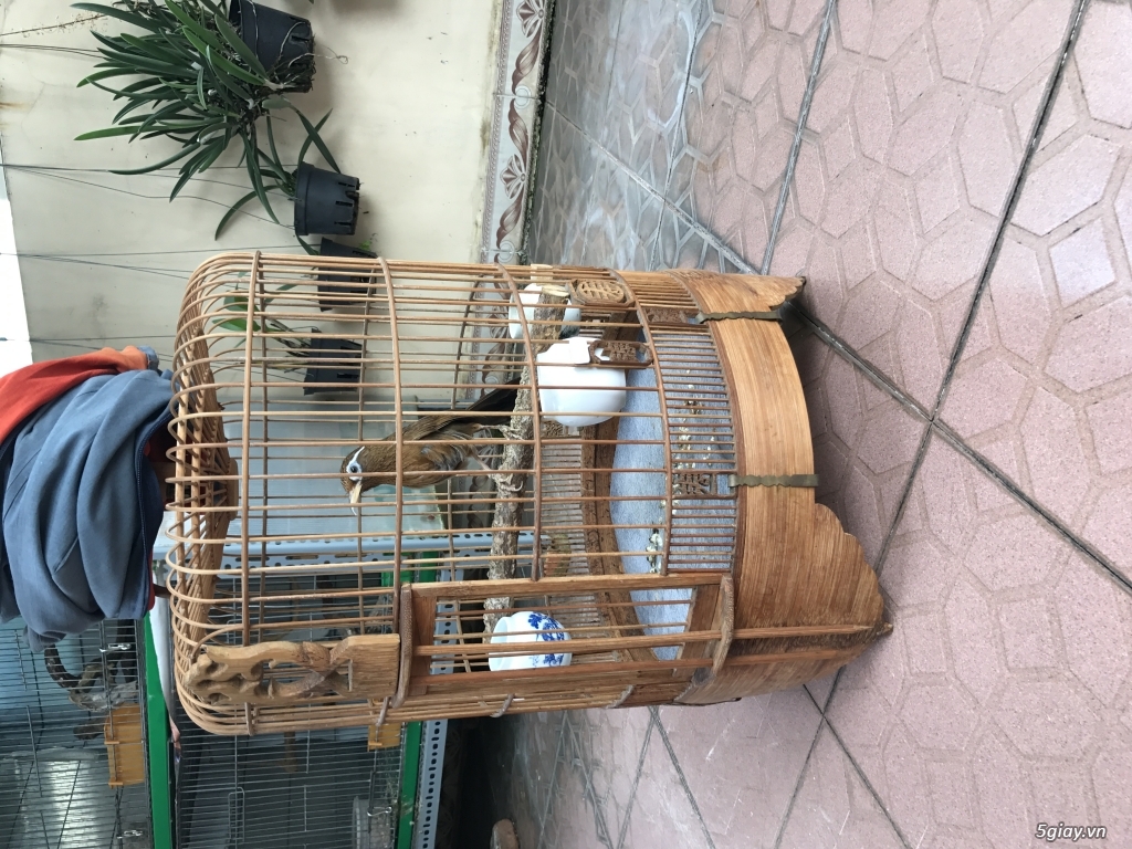 BÁN 1 BỘ CHIM HOẠ MI VÀ LỒNG - 2