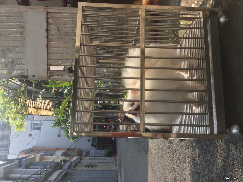 Phối giống samoyed, phốc sóc, poodle - 3