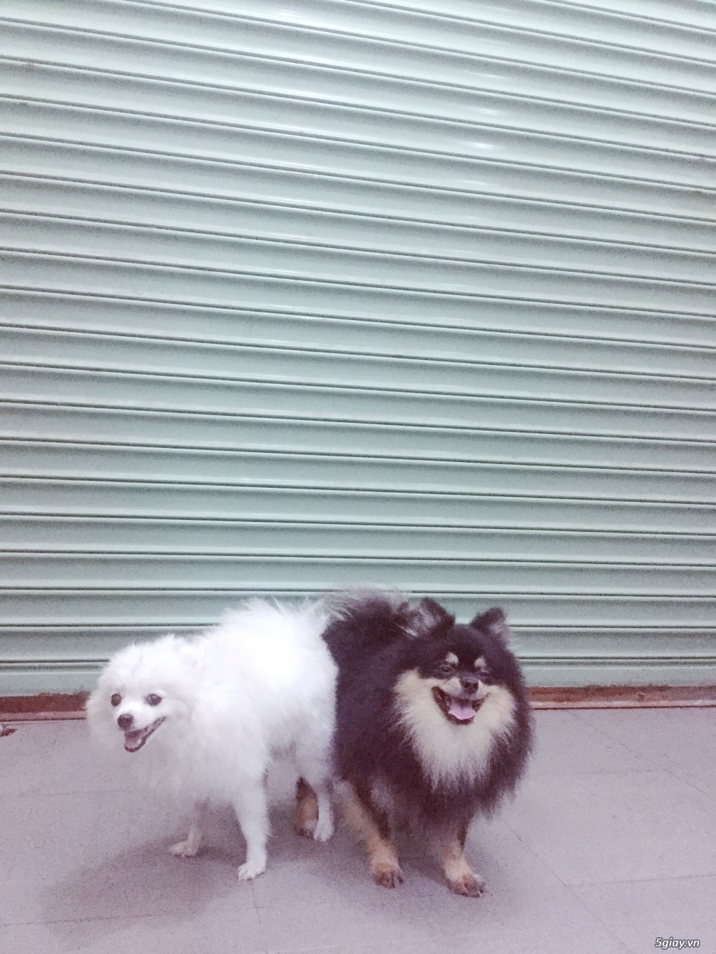 Phối giống samoyed, phốc sóc, poodle - 4