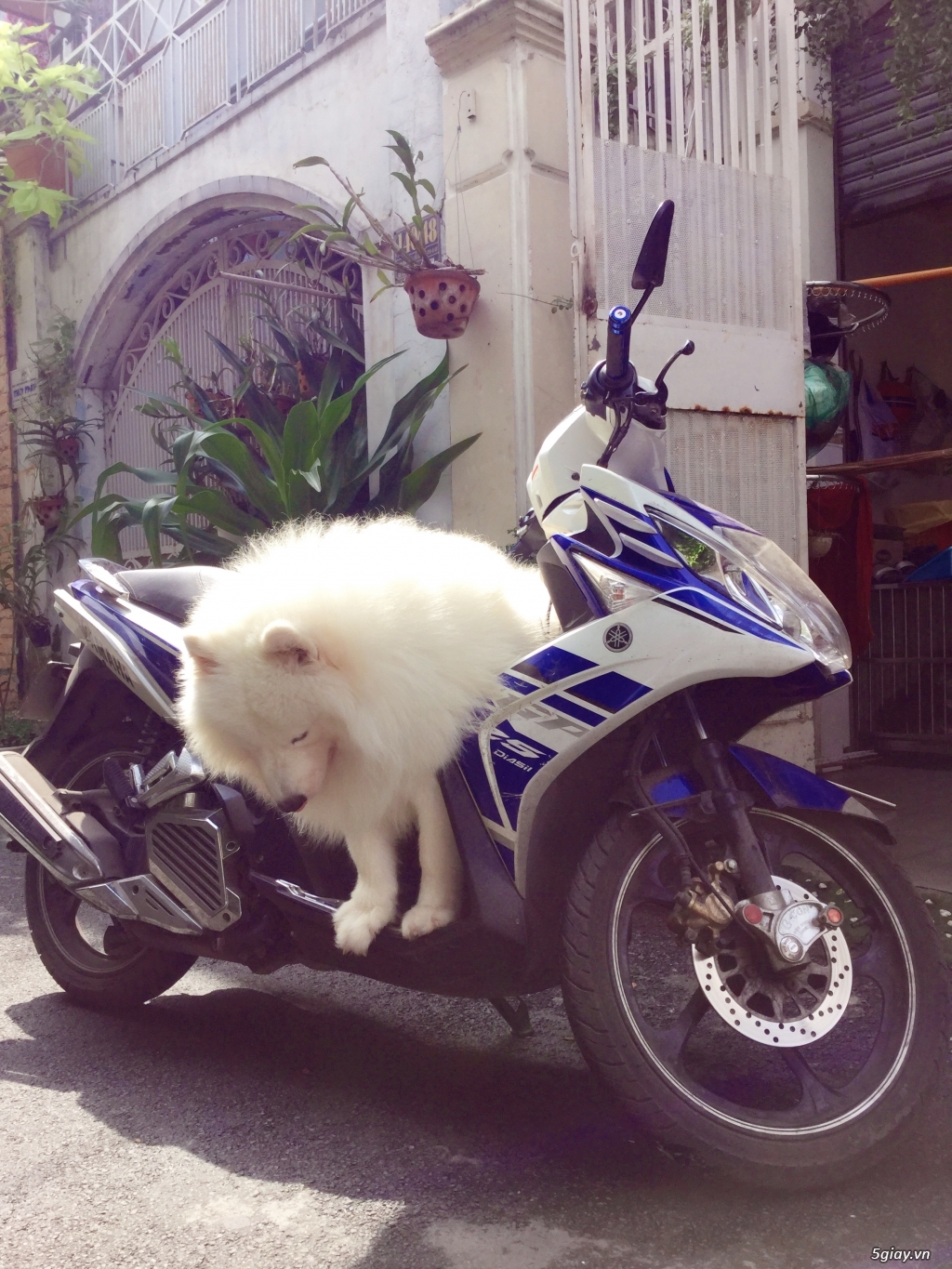 Phối giống samoyed, phốc sóc, poodle - 7