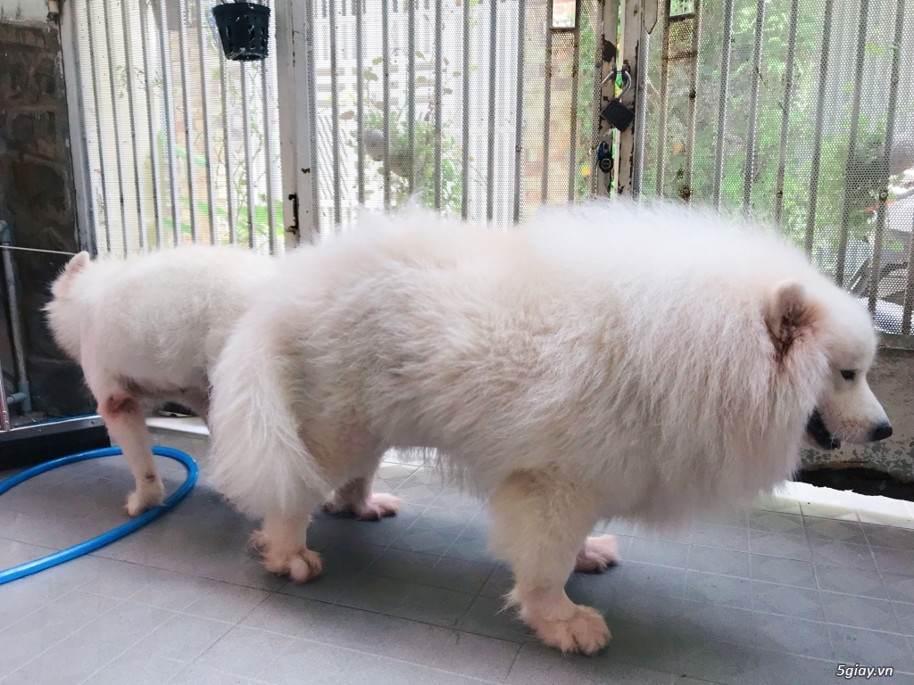 Phối giống samoyed, phốc sóc, poodle - 6