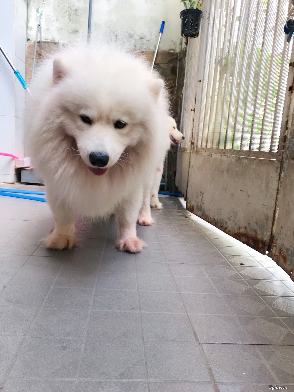 Phối giống samoyed, phốc sóc, poodle - 5