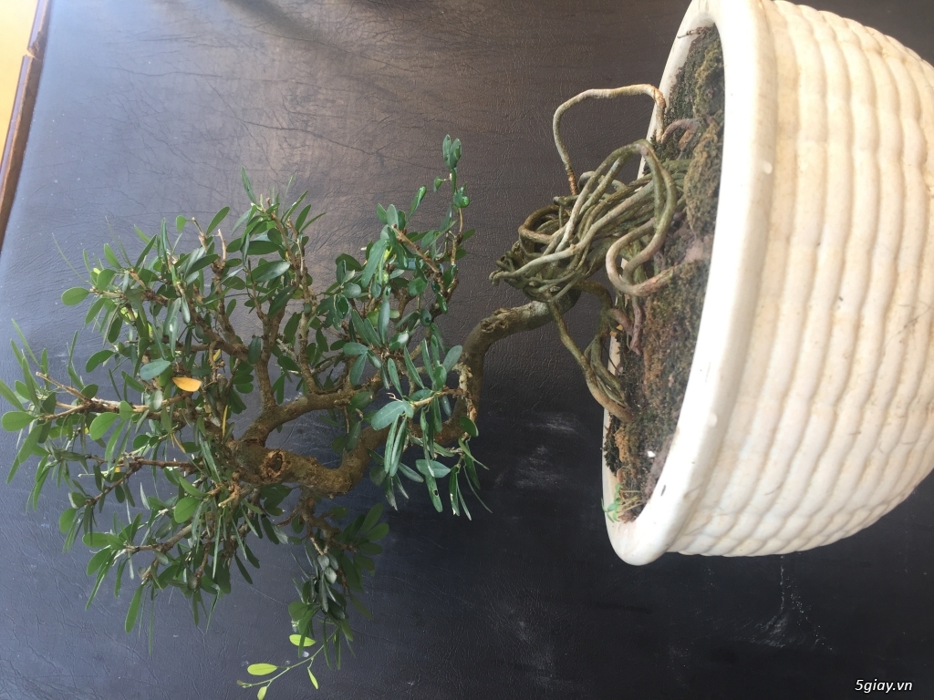 Cây bonsai linh sam mini - 2