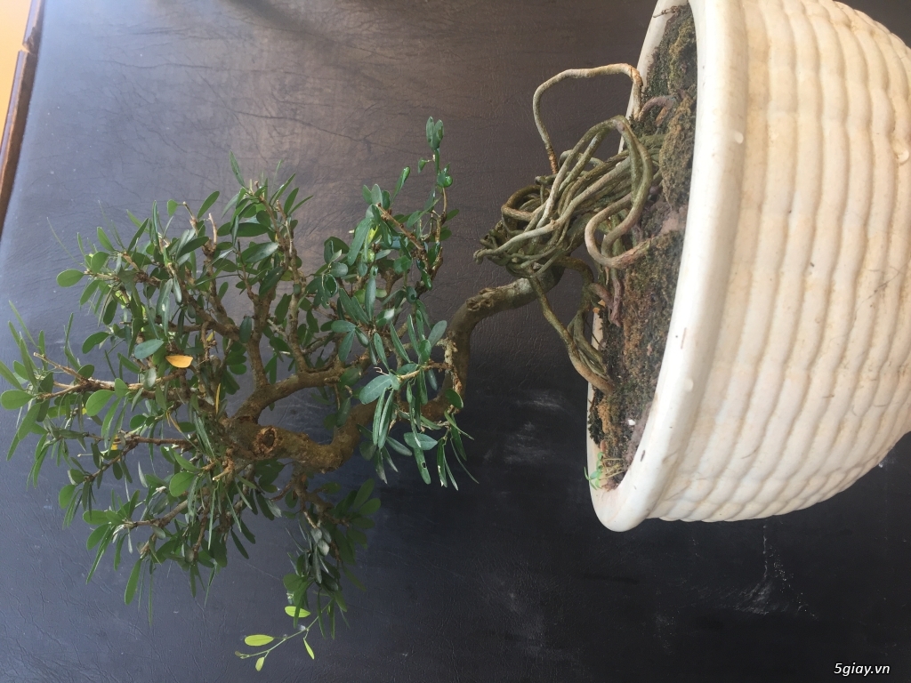 Cây bonsai linh sam mini