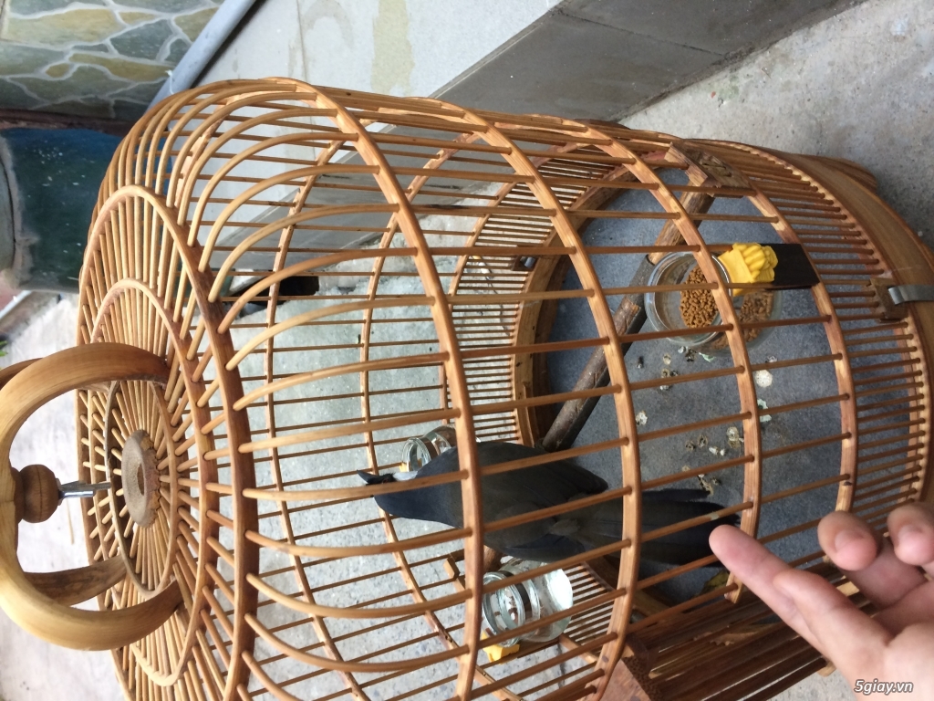 Bán chim khứu 2 mùa.