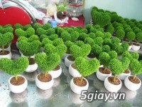 Hạt thanh long Thailand - 2