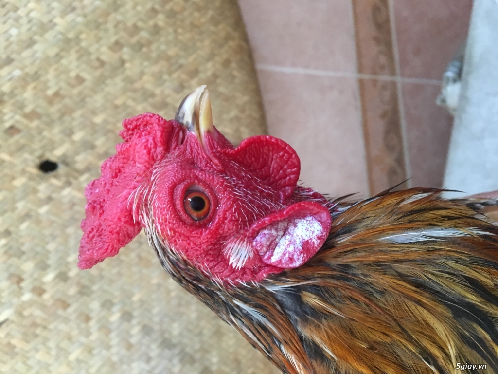 Gà tre bông - 4