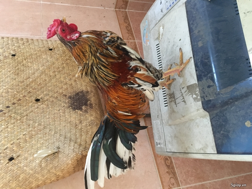 Gà tre bông - 1