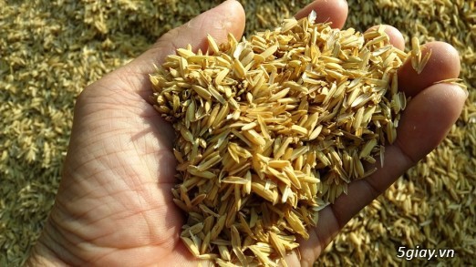 Bán trấu lót chuồng gà,đốt lò