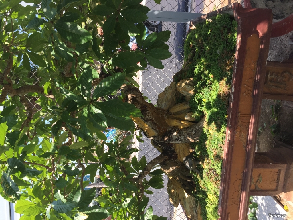 Cặp chậu lộc vừng dáng đẹp