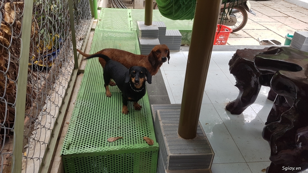 Bán cặp chó Tacken rặc 13 tháng - 4