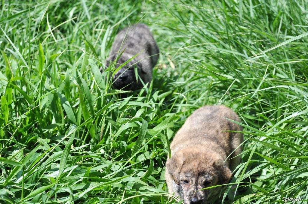 Bầy H' Mông cộc vện - 3