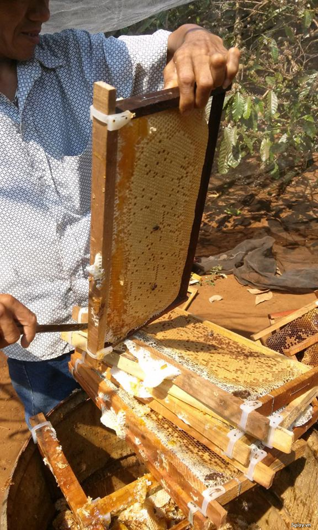 Mật ong cafe nguyên chất - nói không với nuôi đường - 11