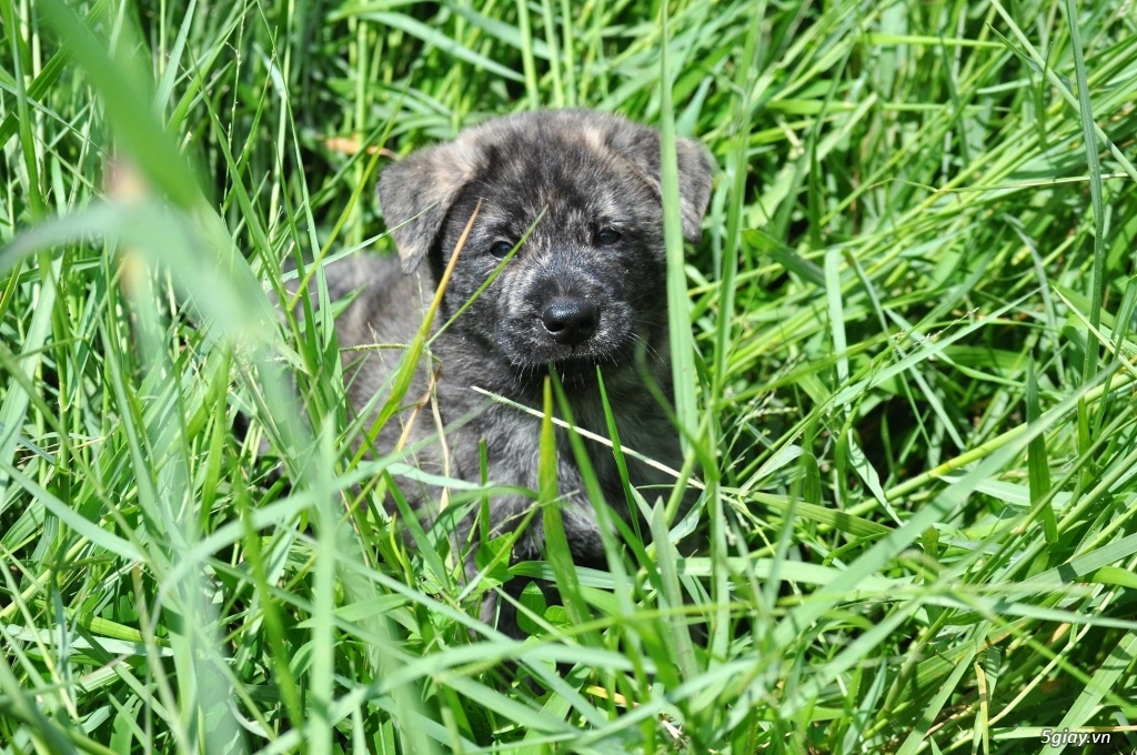 Bầy H' Mông cộc vện - 2