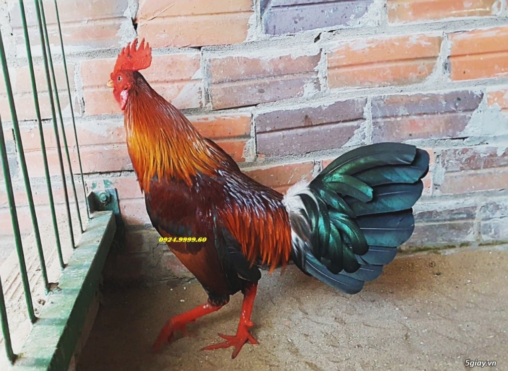 Gà Tre Đá Tiền Mới UP 2018 - 14