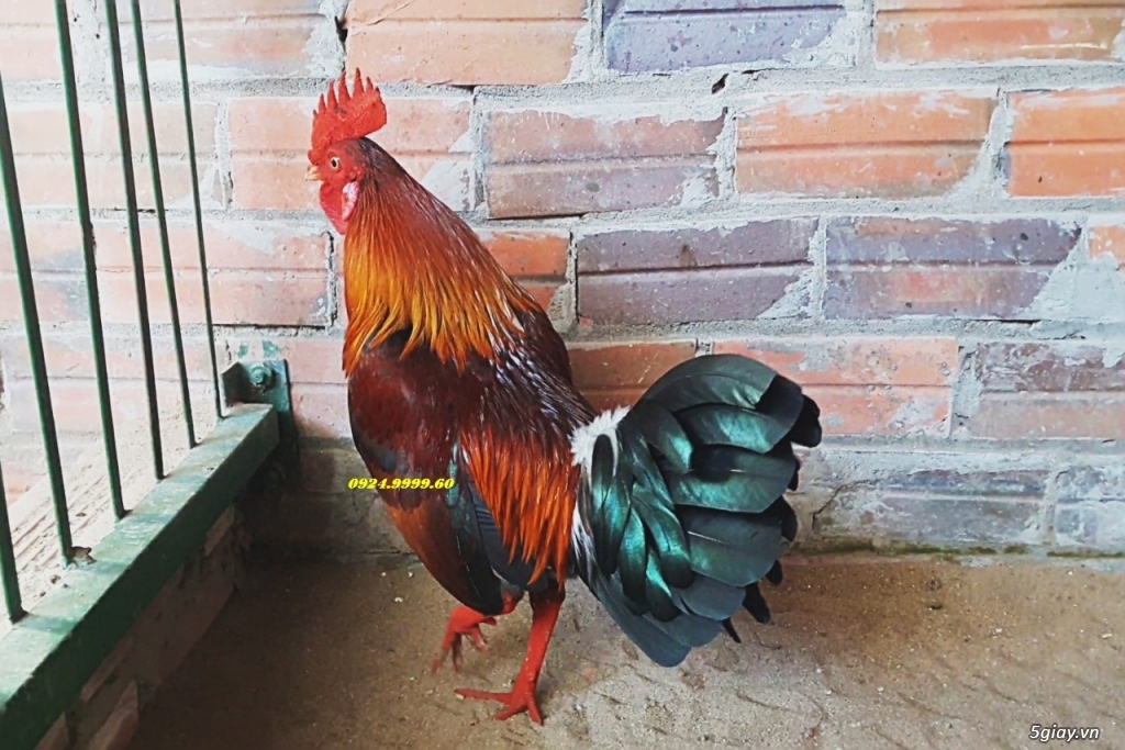 Gà Tre Đá Tiền Mới UP 2018 - 10