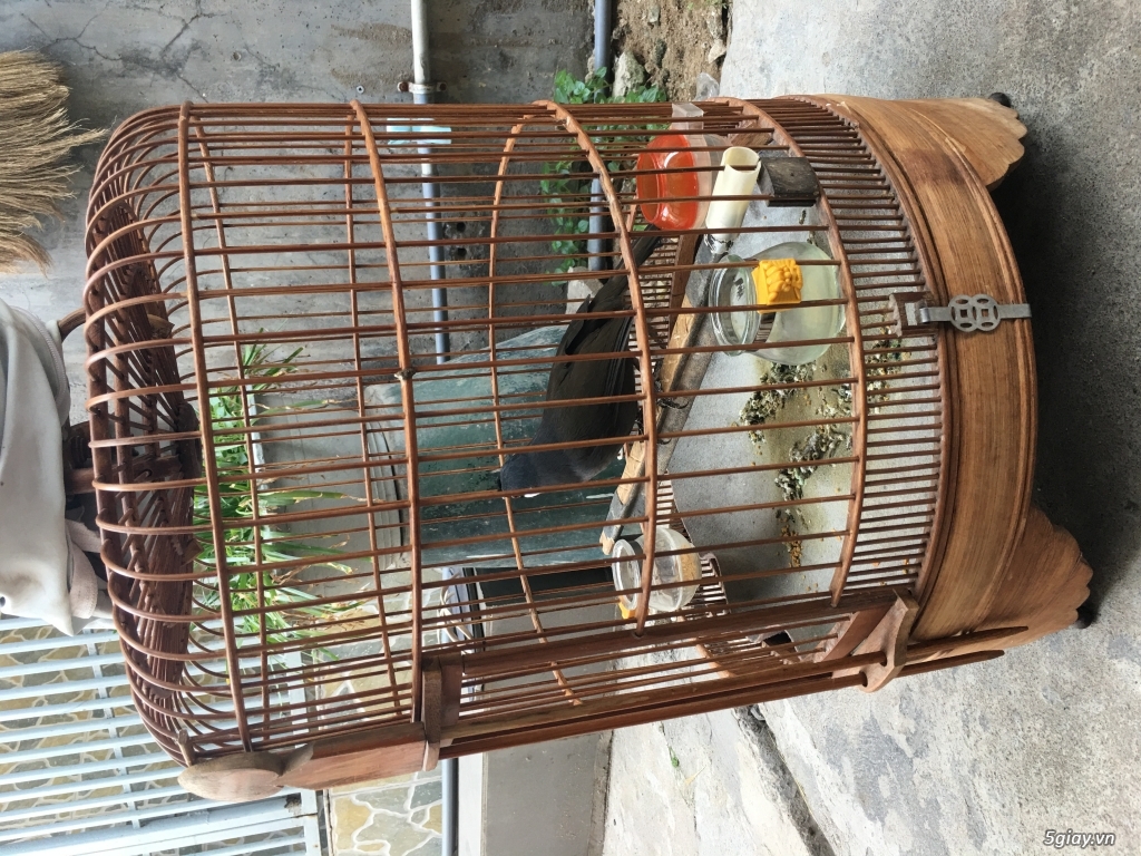 Bán bộ chim khứu 1 mùa. - 1