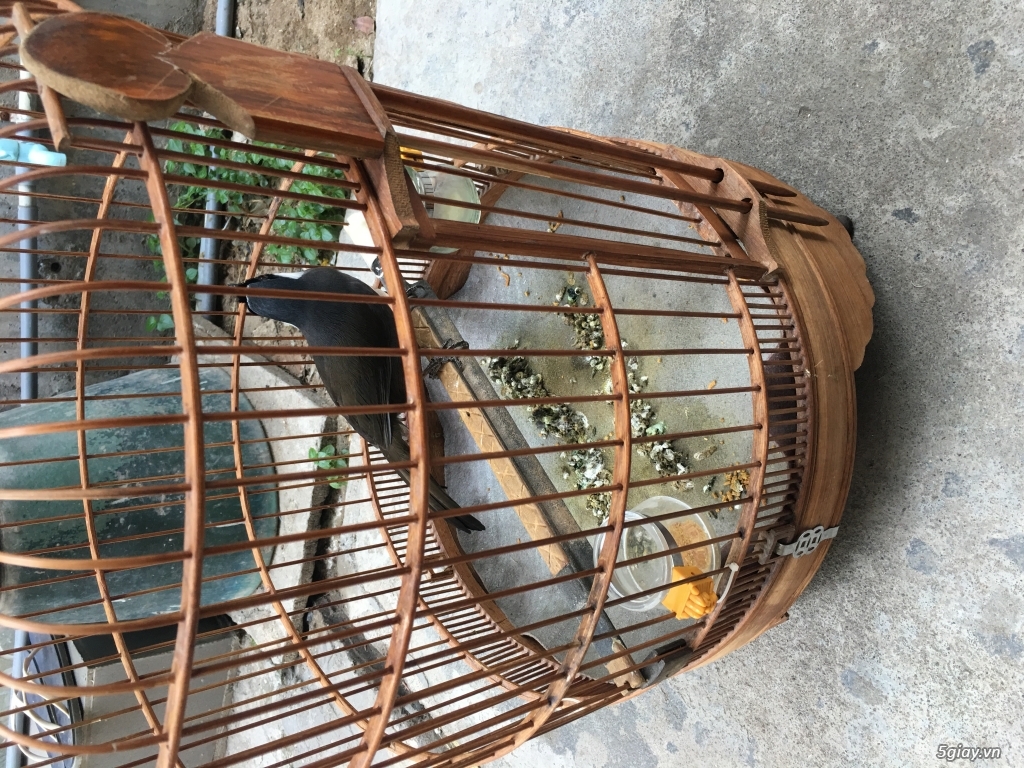 Bán bộ chim khứu 1 mùa. - 2