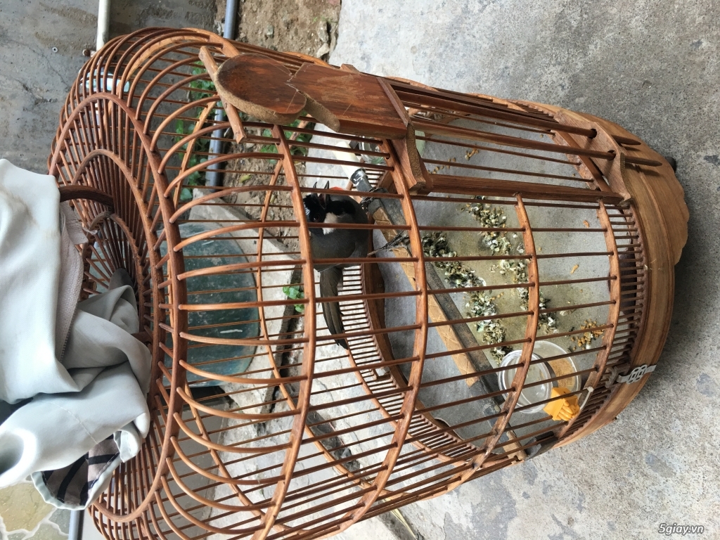 Bán bộ chim khứu 1 mùa.