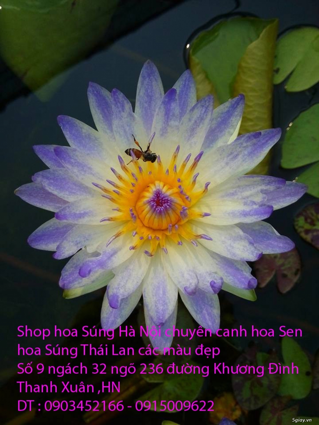 Bán hoa Súng Thái Lan giữa lòng Hà Nội - 11