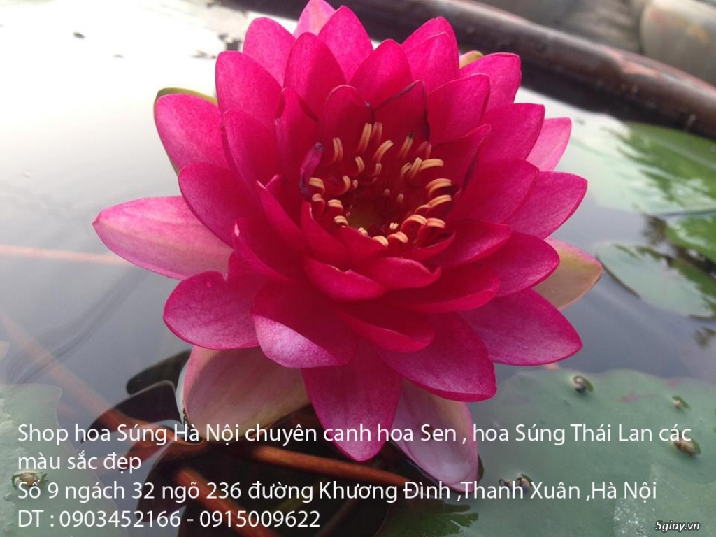Bán hoa Súng Thái Lan giữa lòng Hà Nội - 2