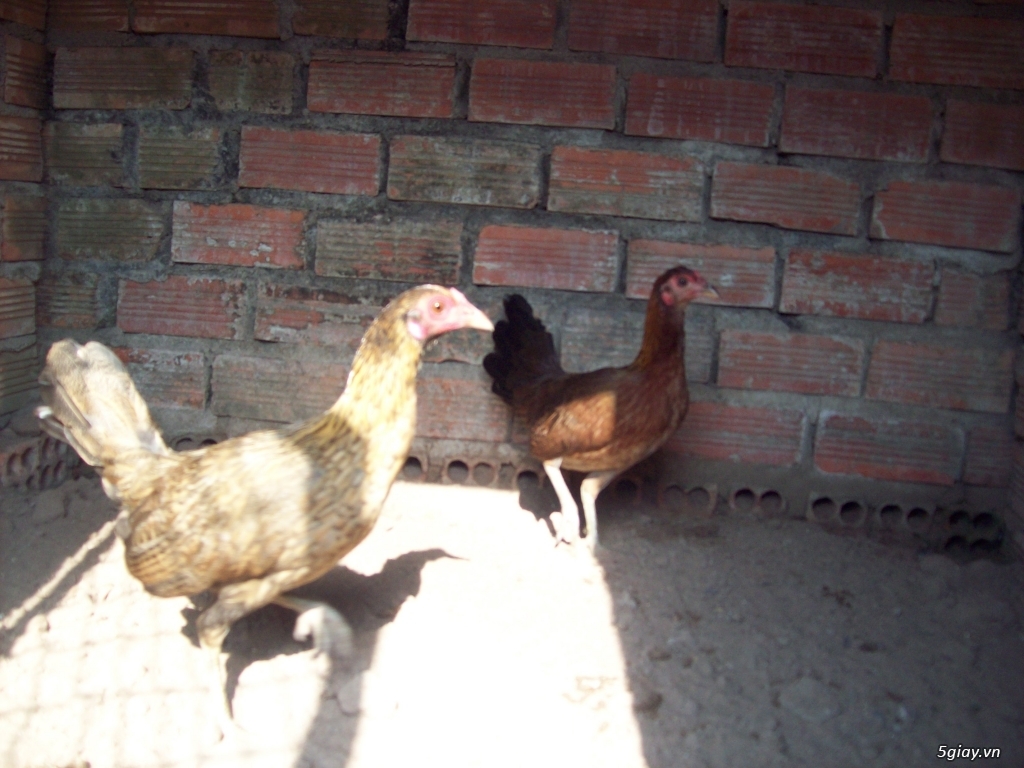 bán gà mái asil mỹ