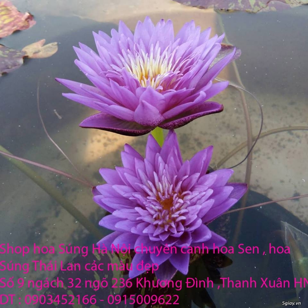 Bán hoa Súng Thái Lan giữa lòng Hà Nội - 8