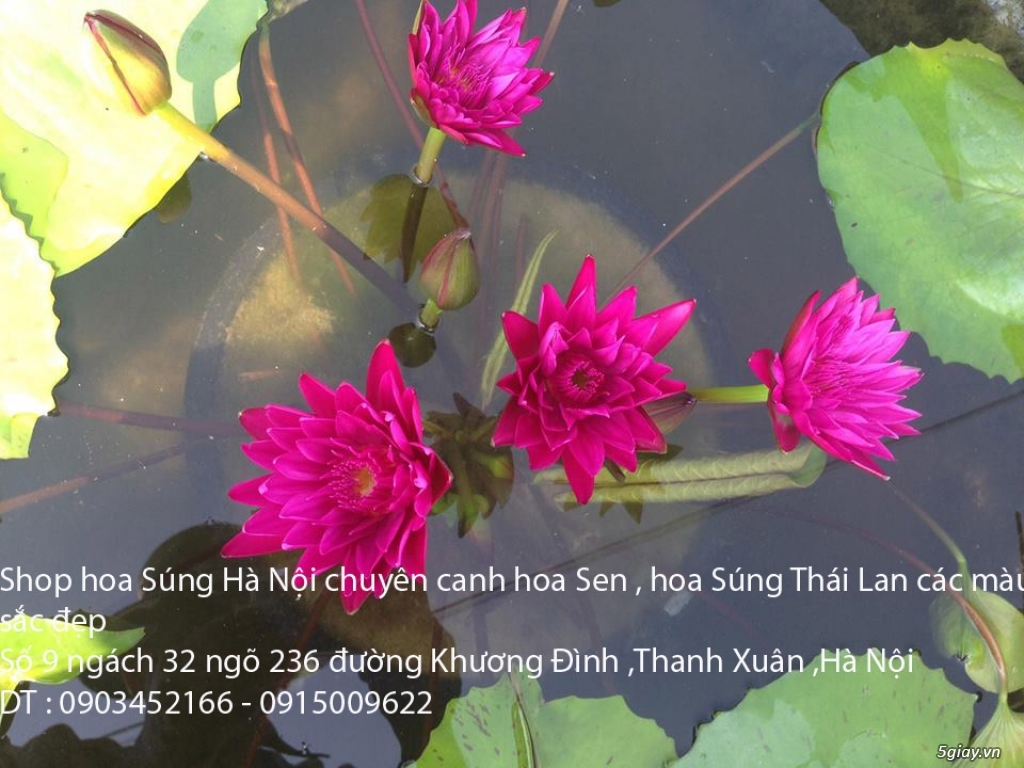 Bán hoa Súng Thái Lan giữa lòng Hà Nội - 7