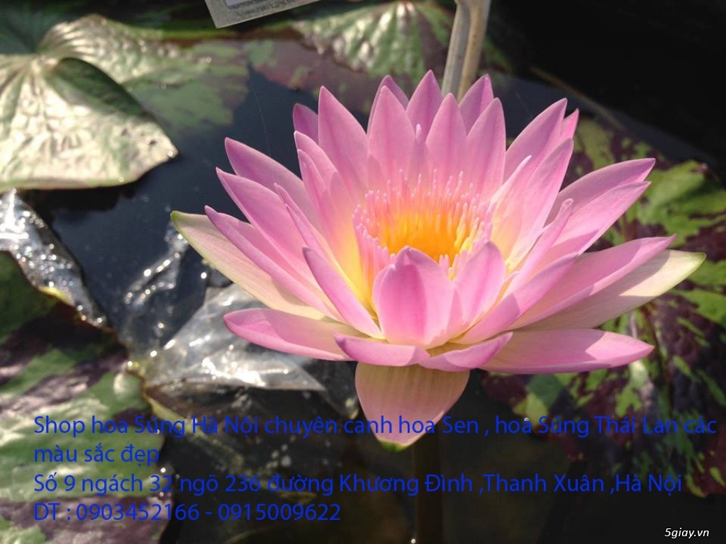 Bán hoa Súng Thái Lan giữa lòng Hà Nội