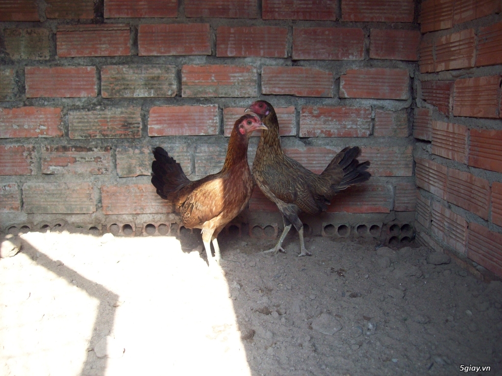 bán gà mái asil mỹ - 2