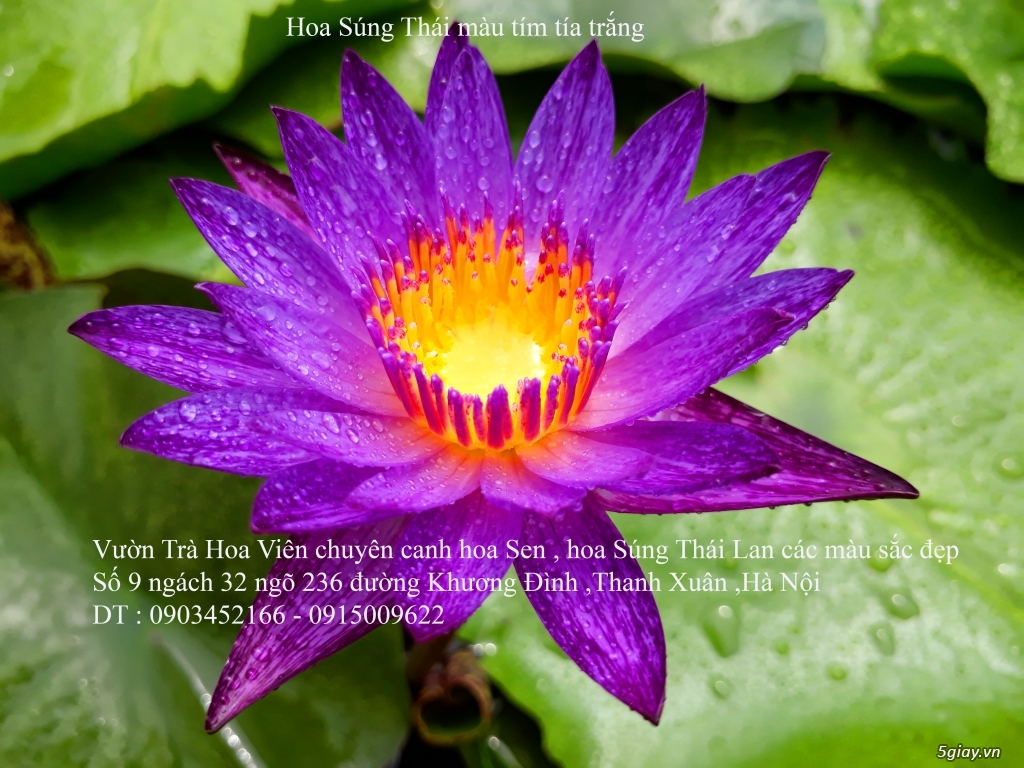Bán hoa Súng Thái Lan giữa lòng Hà Nội - 6