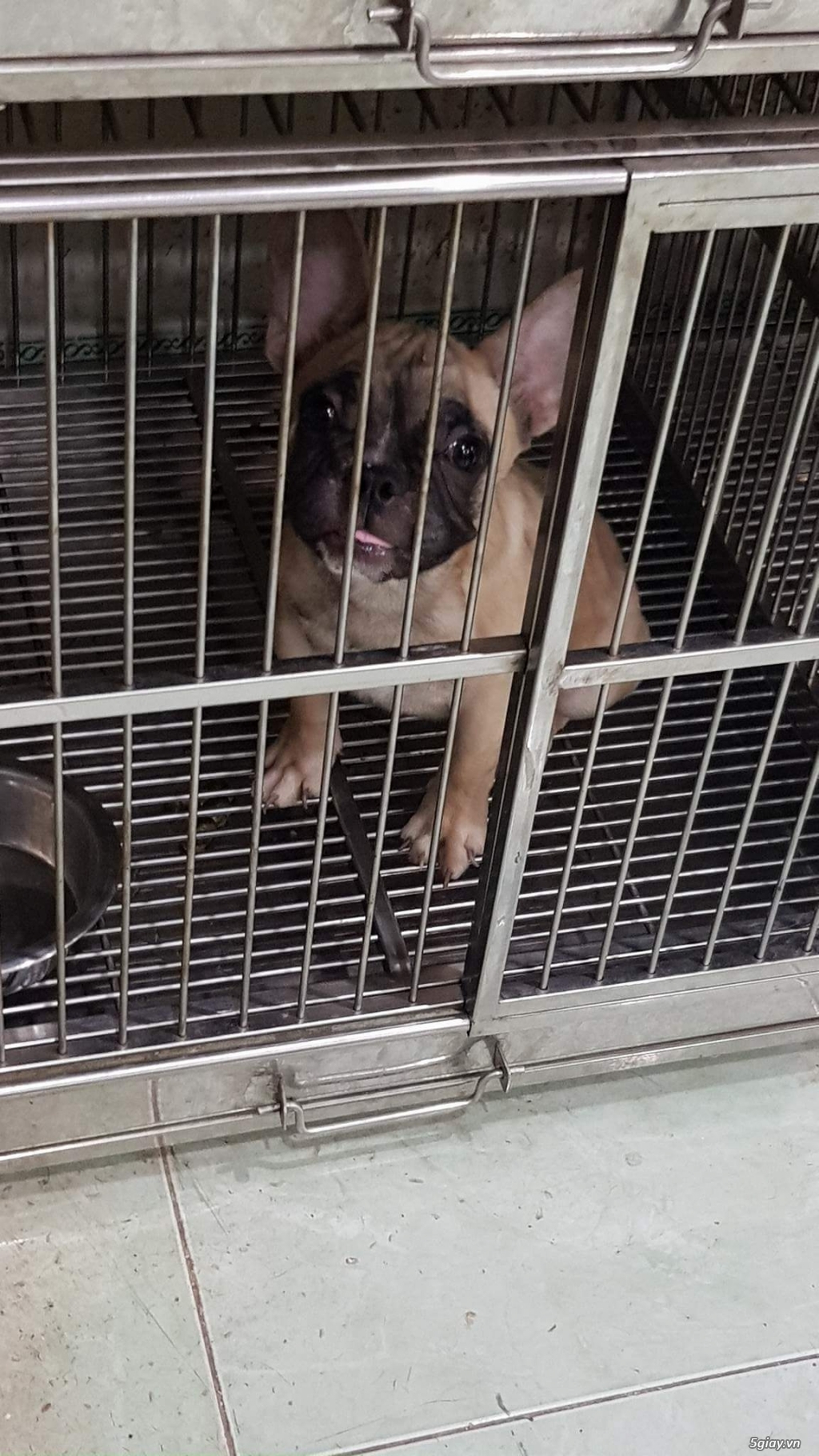 Chó bull pháp đực 3 tháng