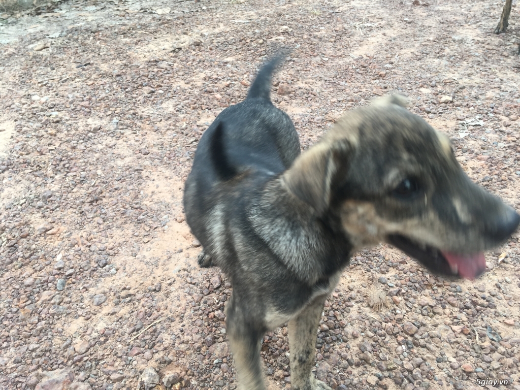 Thanh lý chó phú quốc bao đẹp - 2