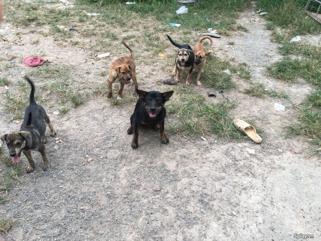 Thanh lý chó phú quốc bao đẹp - 3