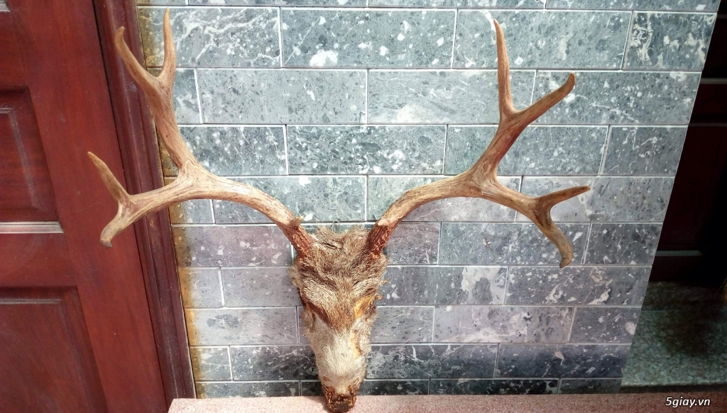 Sừng tuần lộc decor nhà - 3