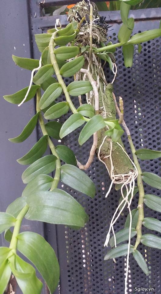 Lan Rừng Giả Hạc ( Phi Điệp ) - 9