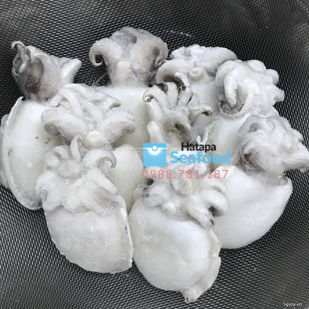 Hải sản đông lạnh giá rẻ, cung cấp đầu mực, mực nang, mực lá, mực fillet, bạch tuộc cho nhà hàng. - 14