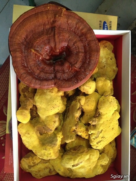 SÂM TƯƠI HÀN QUỐC TẠI QUẬN 1 - 2