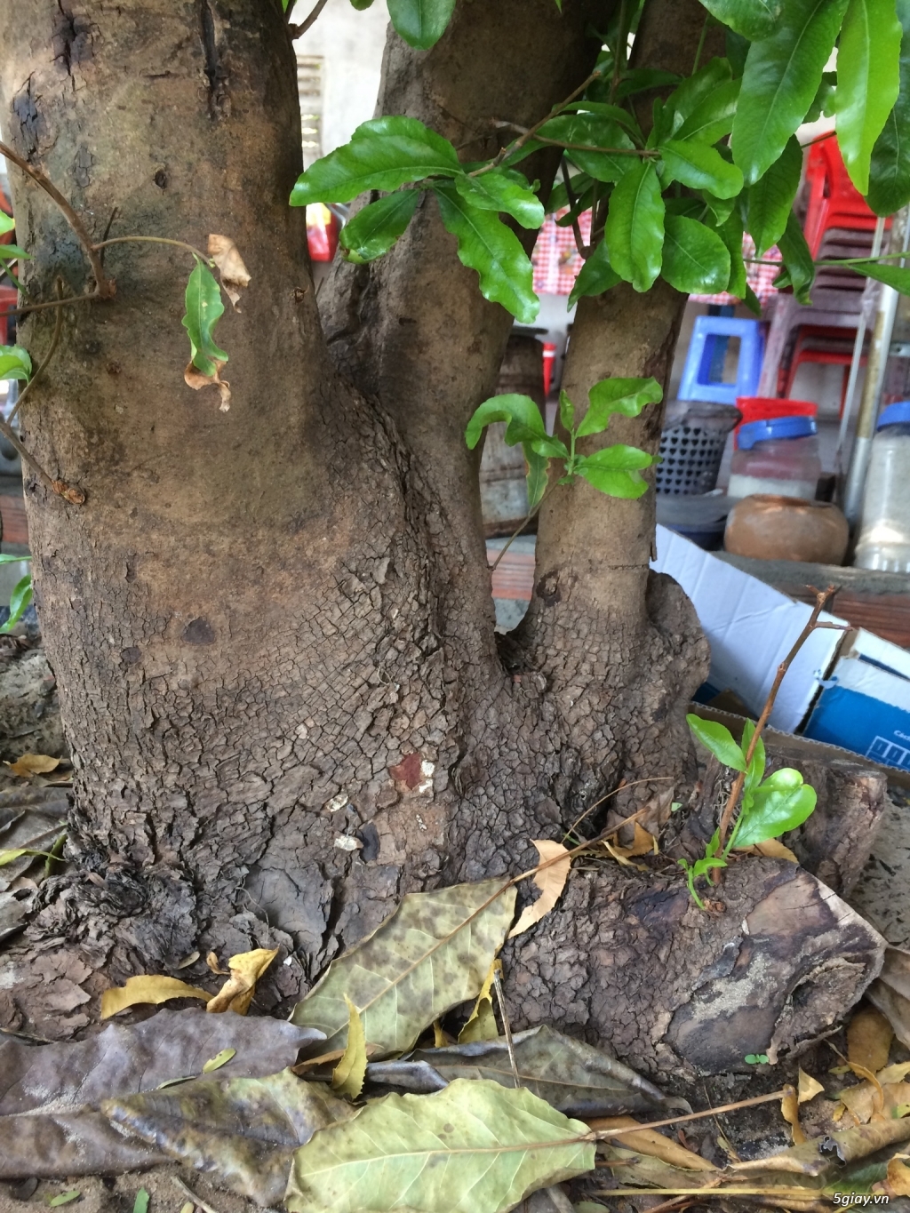 Cây mai Rừng - 2
