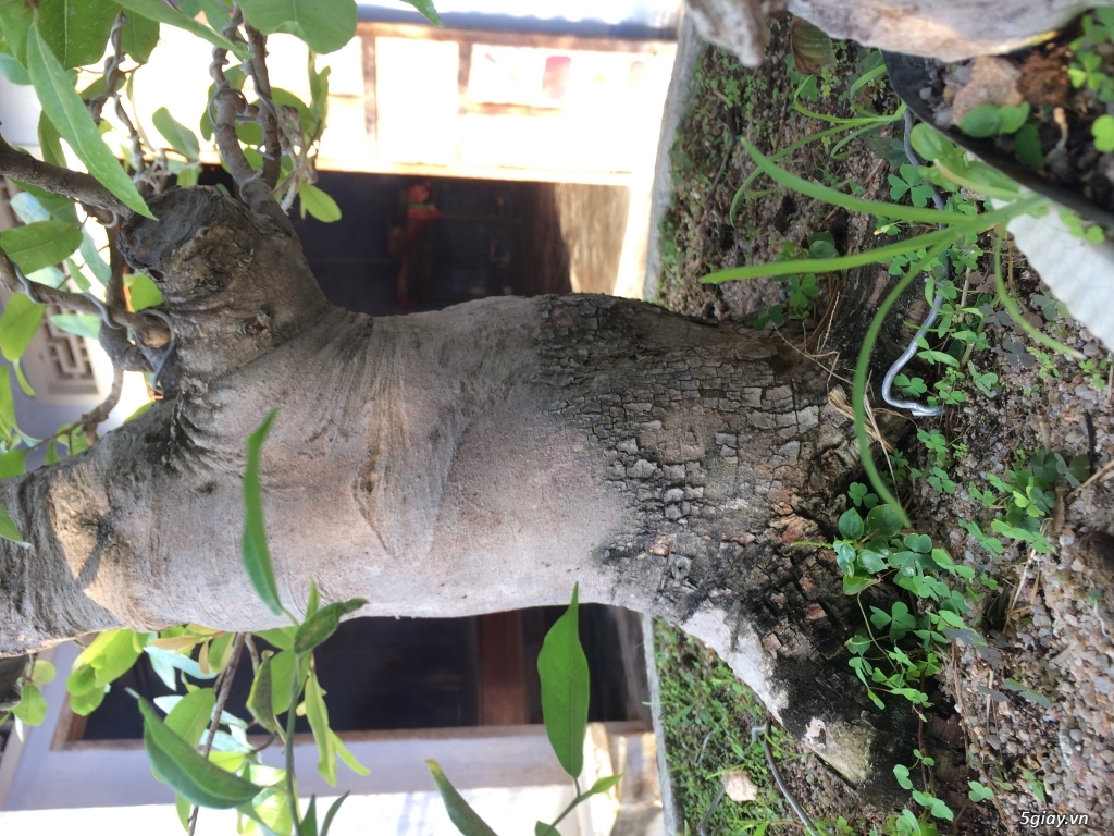 Mai Rừng lên thành phố - 1