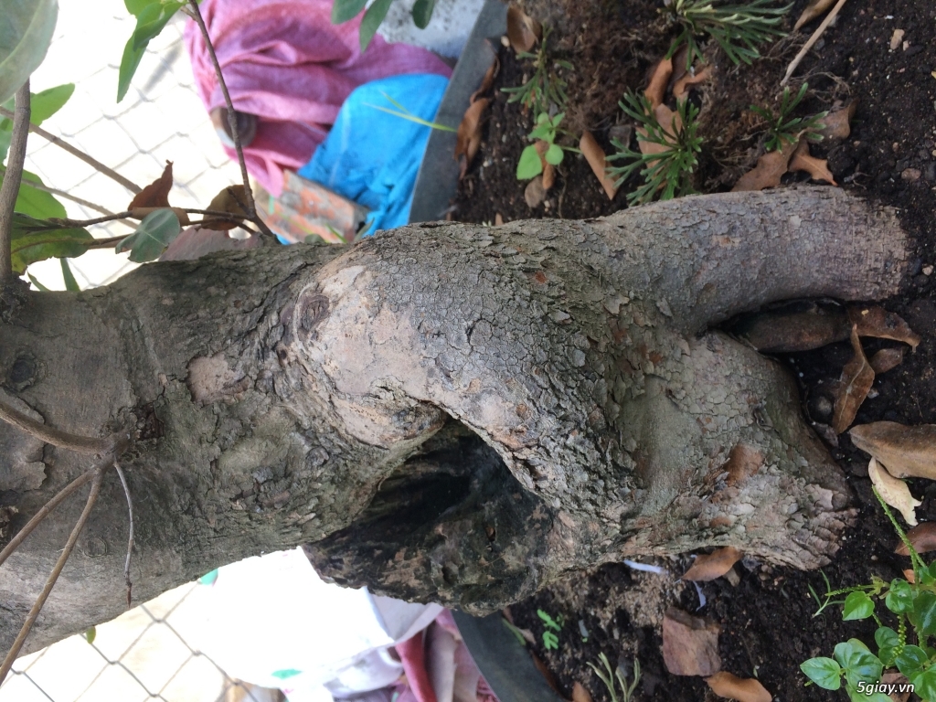 Cây Mai Rừng nhà trồng - 2