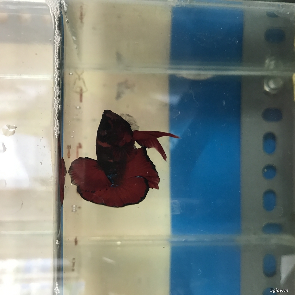 THANH LÝ HỒ CÁ BETTA VÀ CÁ HELLBOY - 2