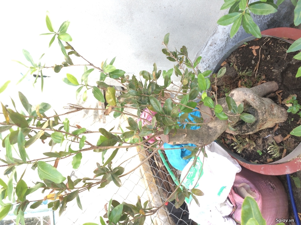 Cây Mai Rừng nhà trồng