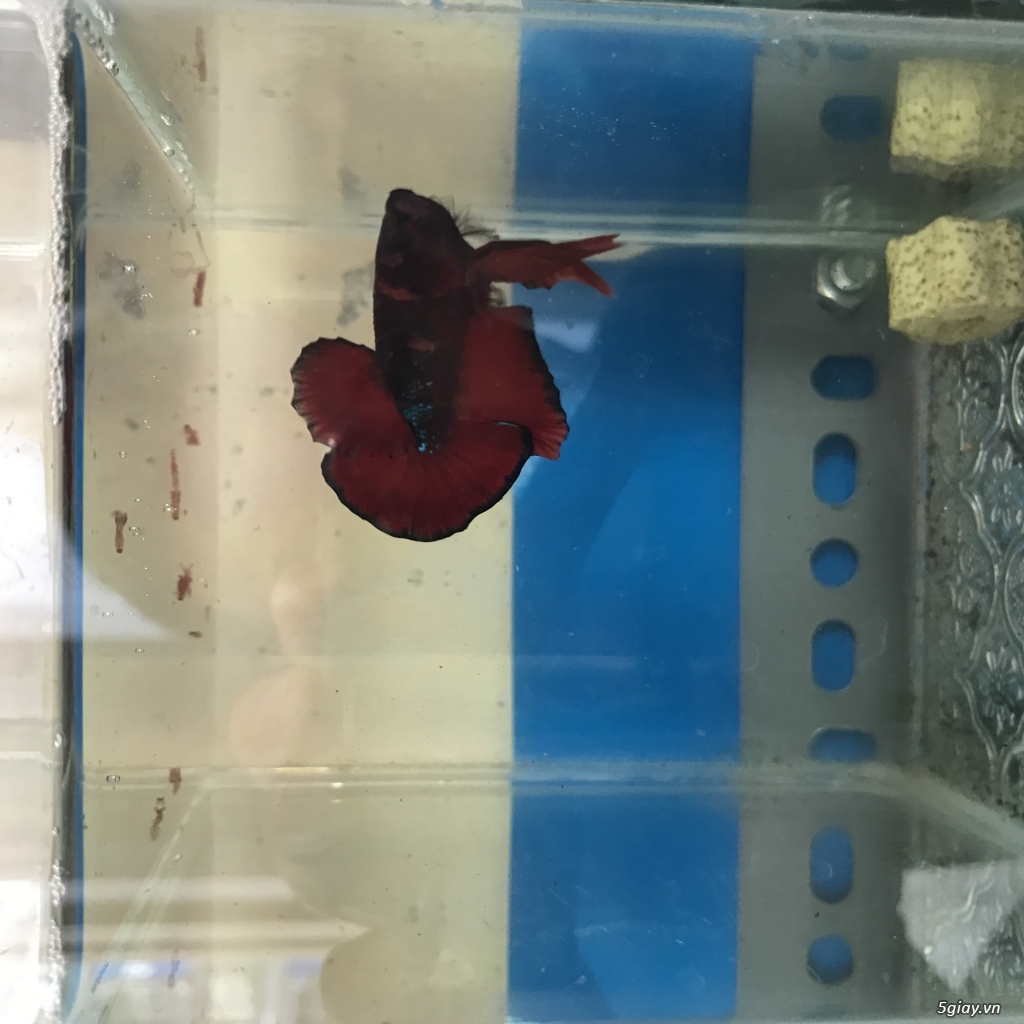THANH LÝ HỒ CÁ BETTA VÀ CÁ HELLBOY
