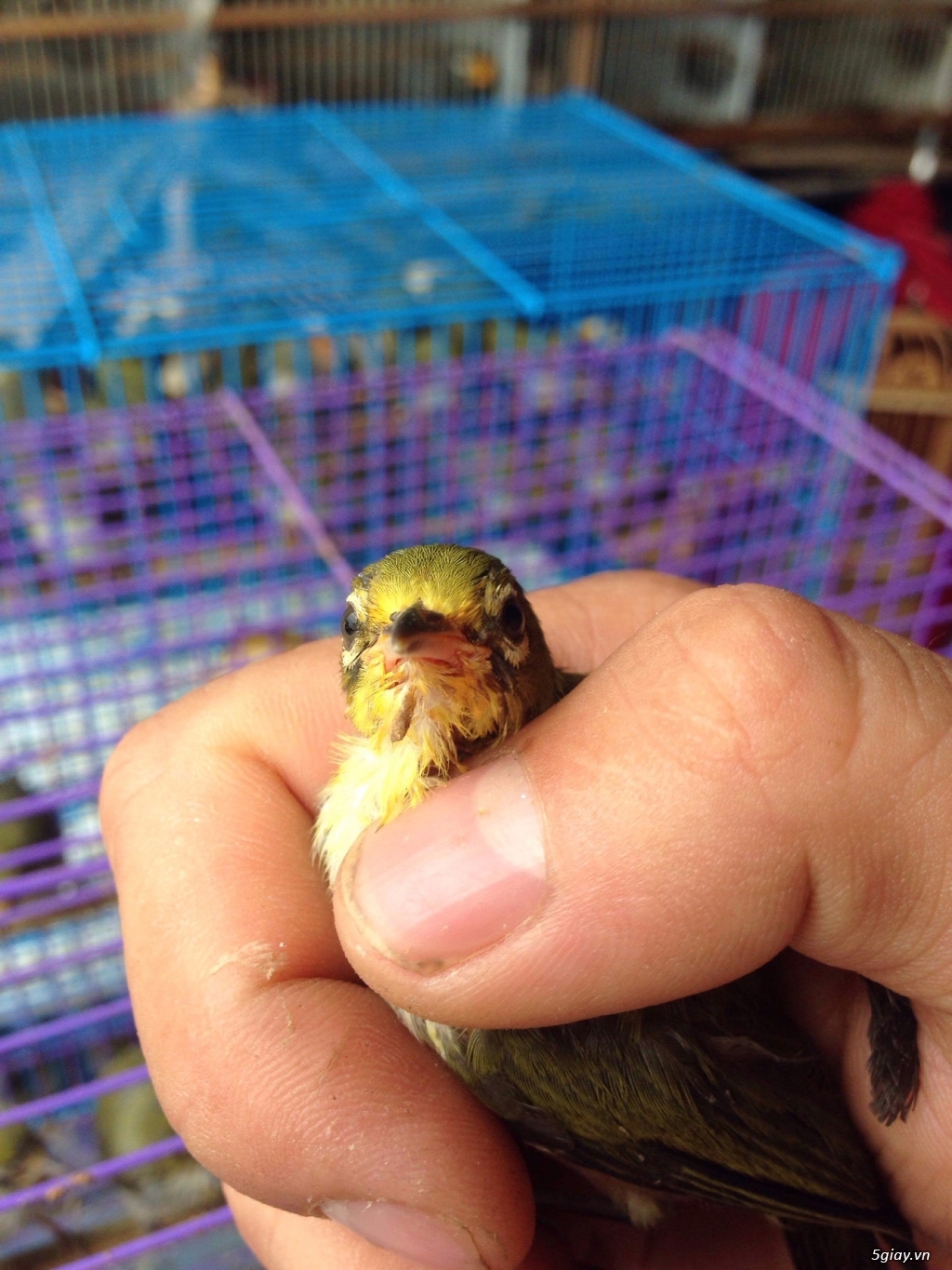 Chim vành khuyên ( khoen con ) - 1