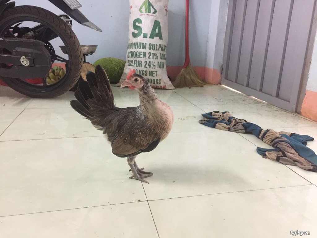 Cần bán gà tre mĩ