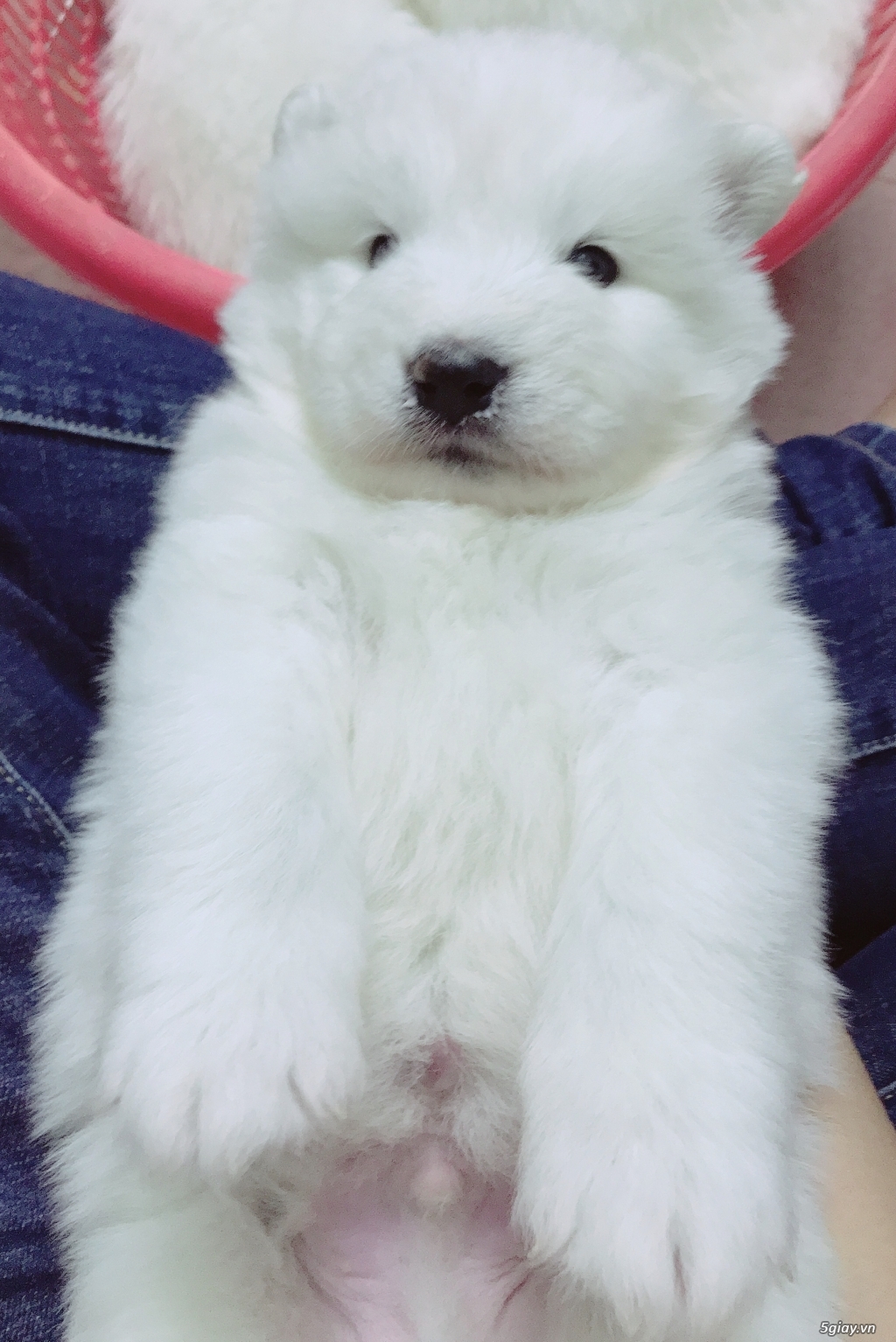 Bán chó Samoyed con đẹp - 2